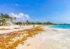Sargassum Seaweed